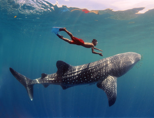 Tiburón Ballena (Riviera Maya)